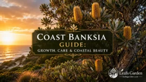coast-banksia