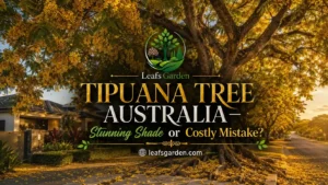 tipuana-tree-australia