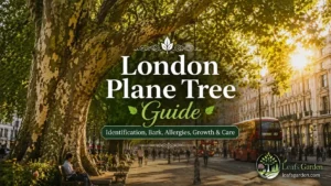 london-plane-tree