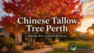 chinese-tallow-tree-perth