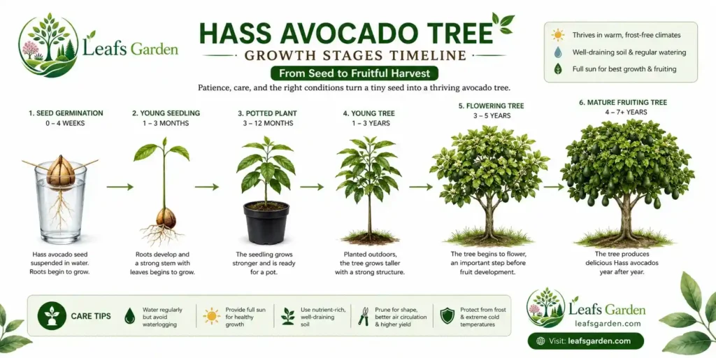 how-to-grow-avocado-from-seed