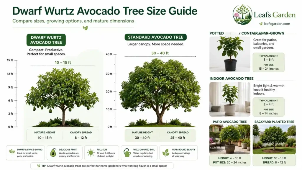 avocado-tree-size