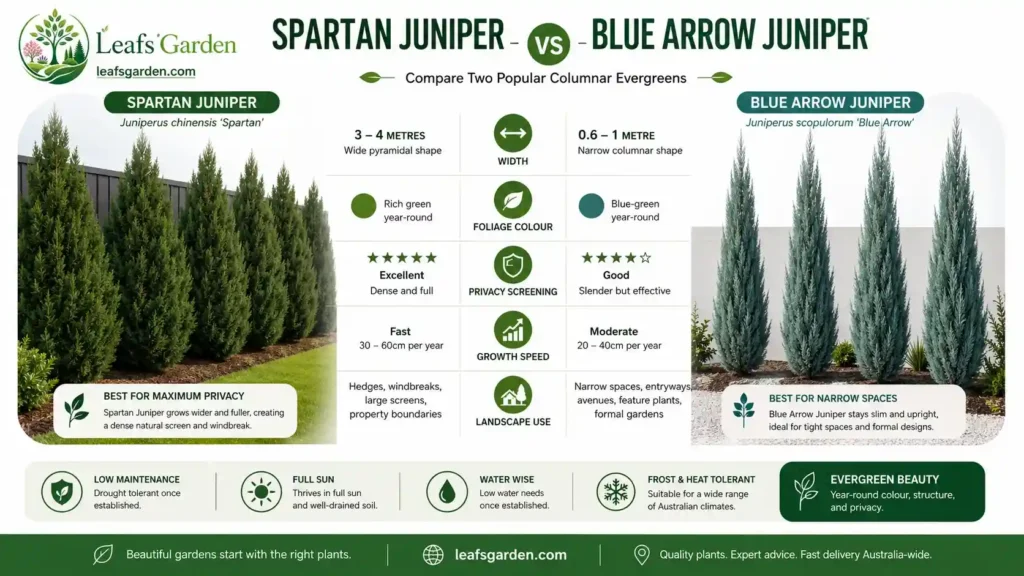 blue-arrow-juniper