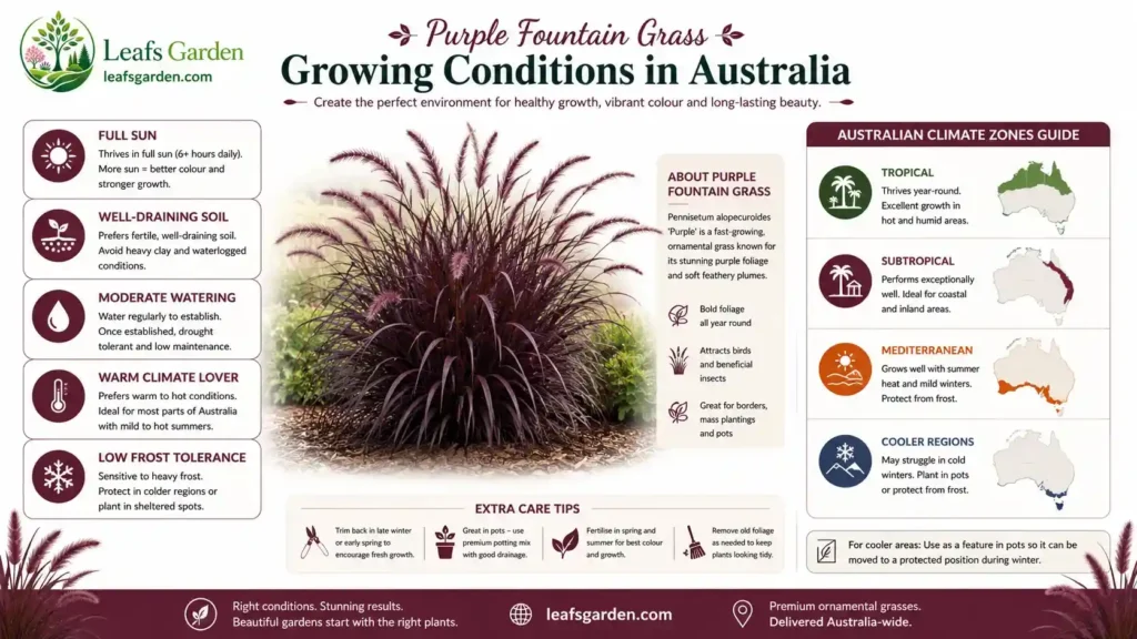 purple-fountain-grass-plant