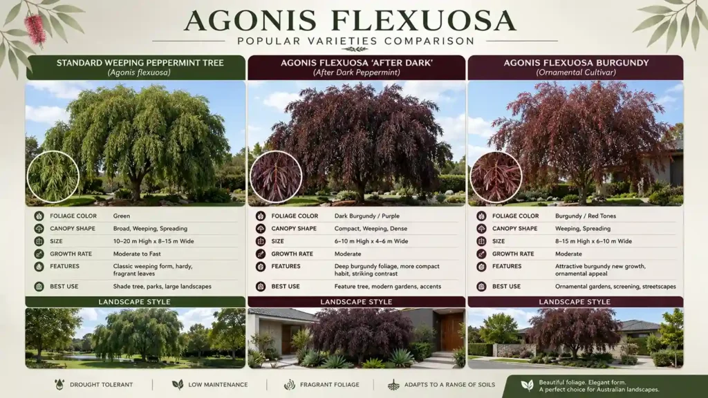 agonis-flexuosa-peppermint-tree