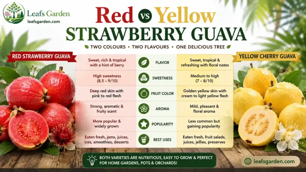 strawberry-guava-vs-yellow-guava