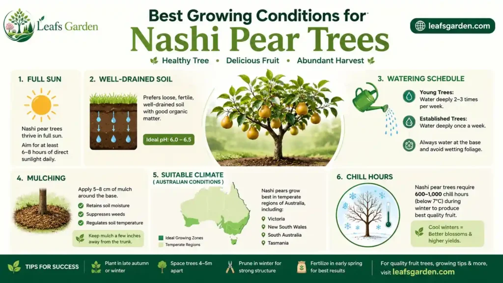 nashi-pear-tree