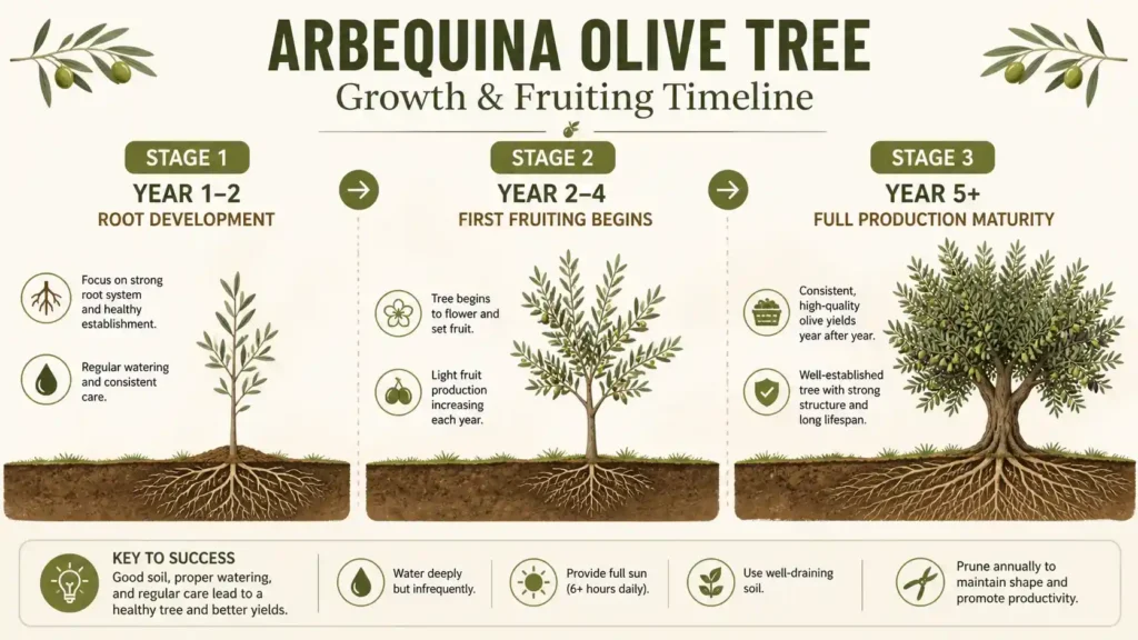 olive-tree-growth
