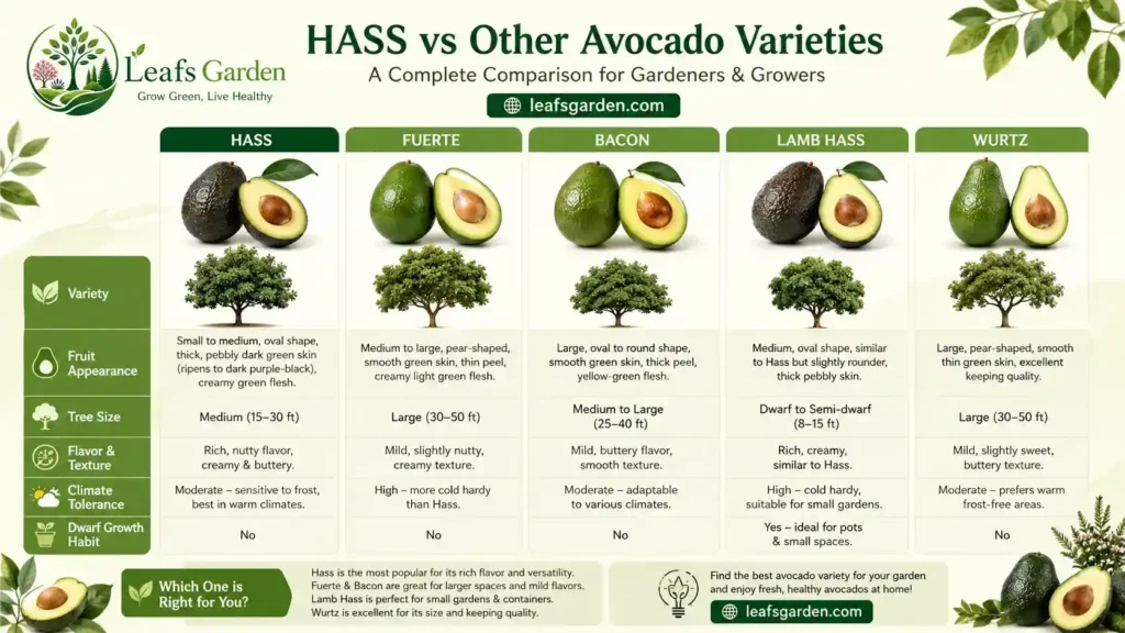 avocado-varieties