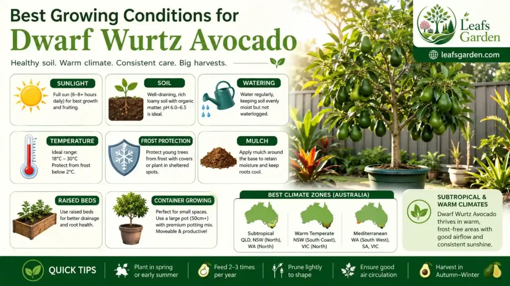 avocado-growing-conditions