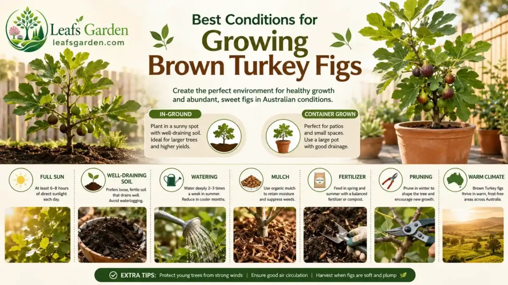 brown-turkey-fig-plant