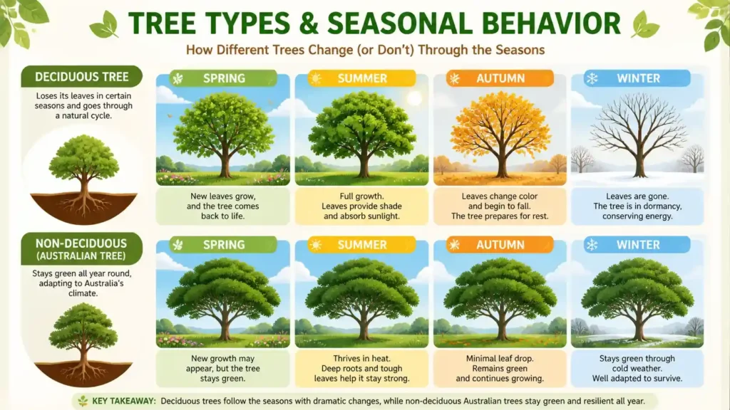 evergreen-trees