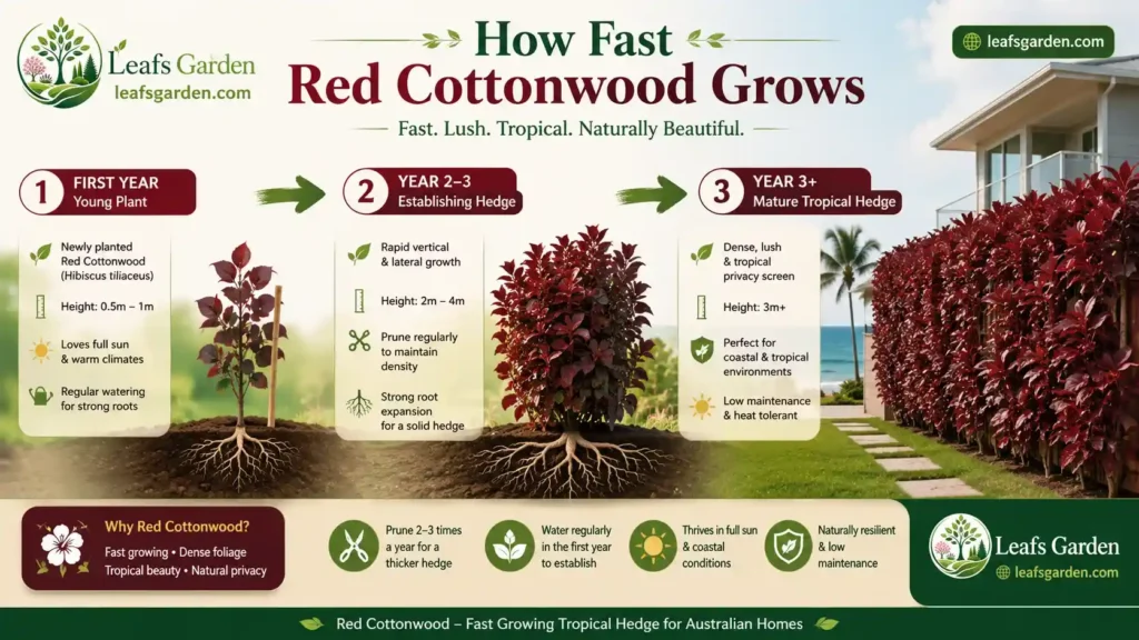 cottonwood-hibiscus-hedge