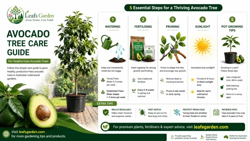 avocado-tree-care