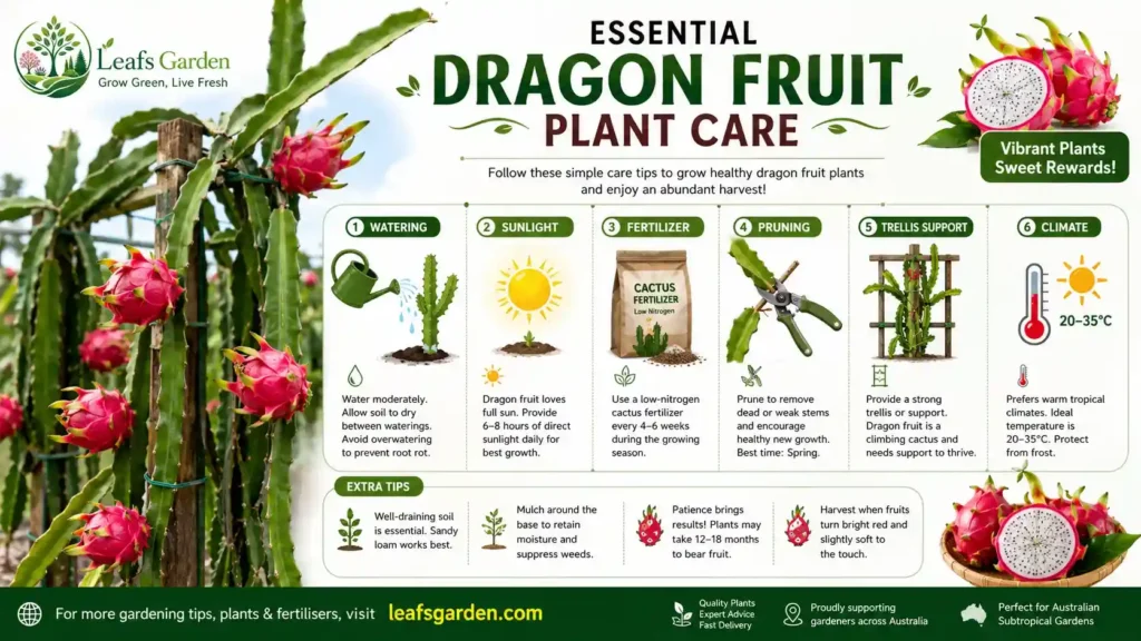 dragon-fruit-plant-care