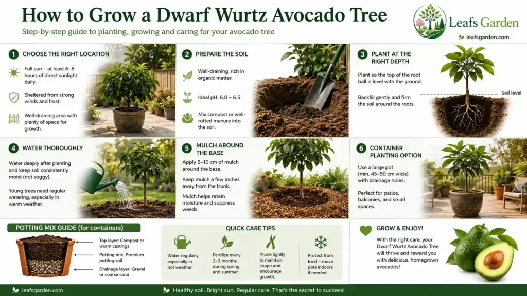 how-to-grow-avocado-tree