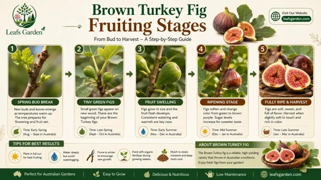 brown-turkey-fig-fruit