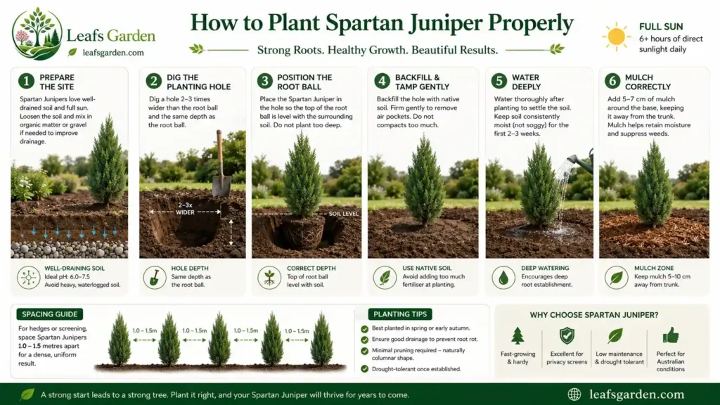 spartan-juniper-trees