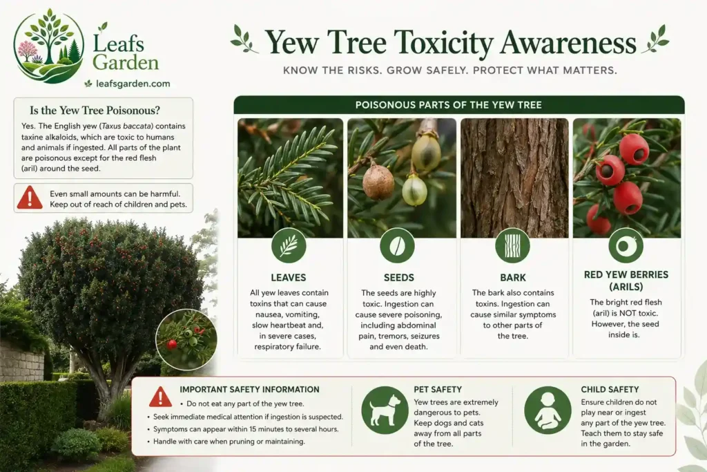 yew-tree-poisonous