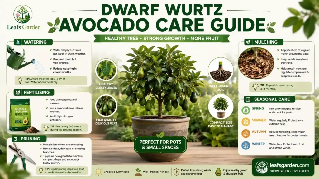 avocado-tree-care