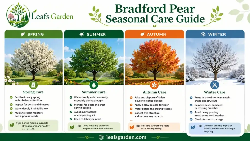 bradford-pear-tree-care