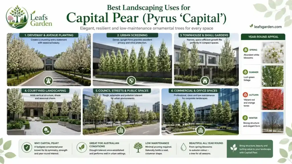 driveway-ornamental-pear-tree