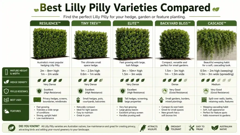 lilly-pilly-varieties