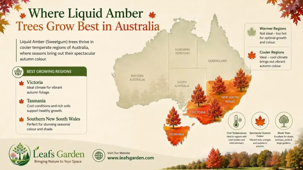 liquid-amber-australia