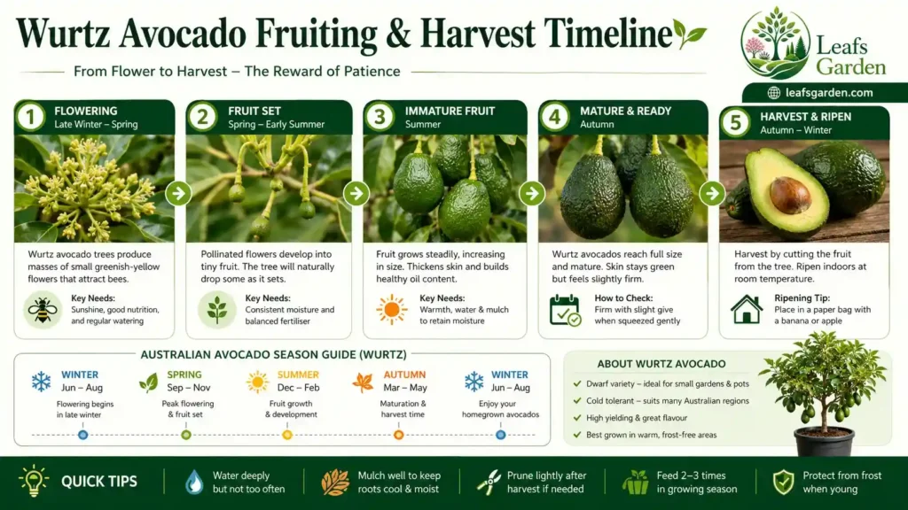 avocado-fruiting-season