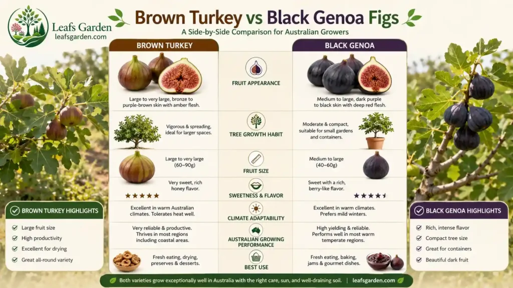 fig-tree-varieties