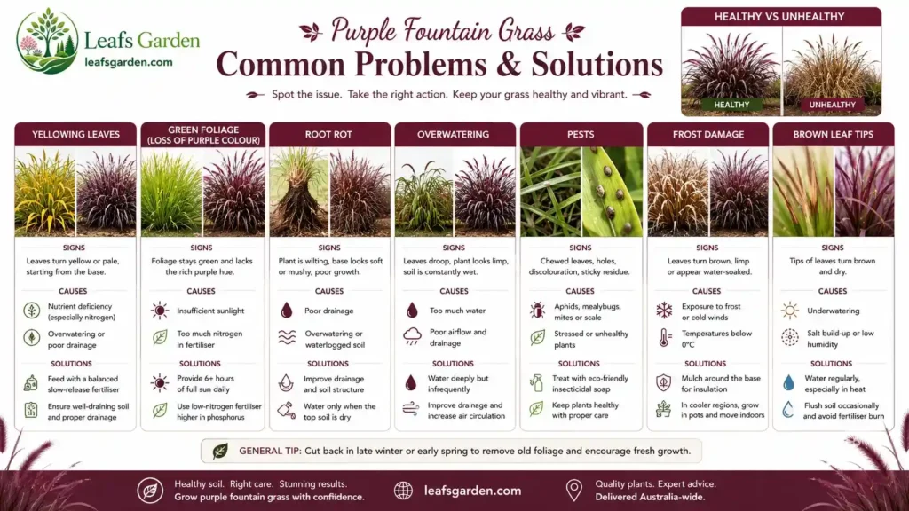 pennisetum-rubrum-grass