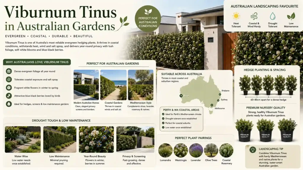 viburnum-hedge-australia