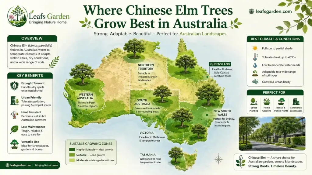 chinese-elm-australia