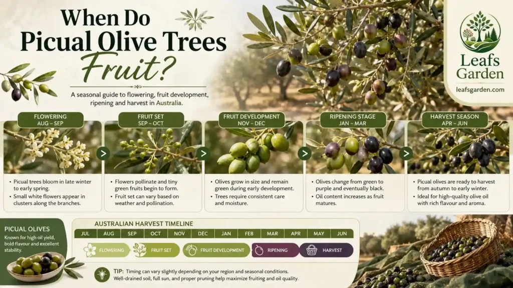 olive-tree-fruit