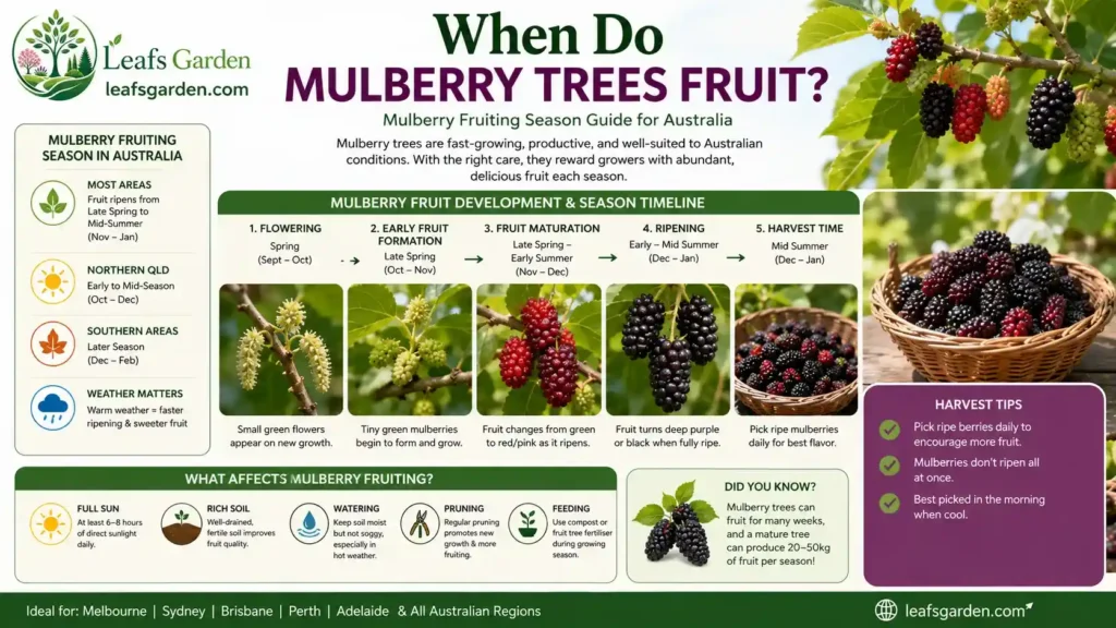 mulberry-season-australia