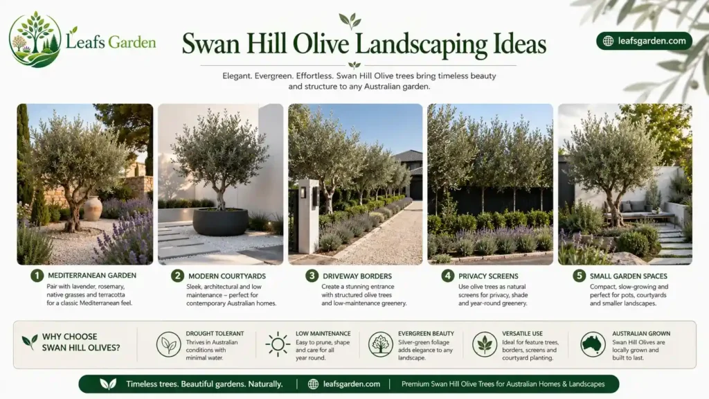 olive-trees-for-landscaping