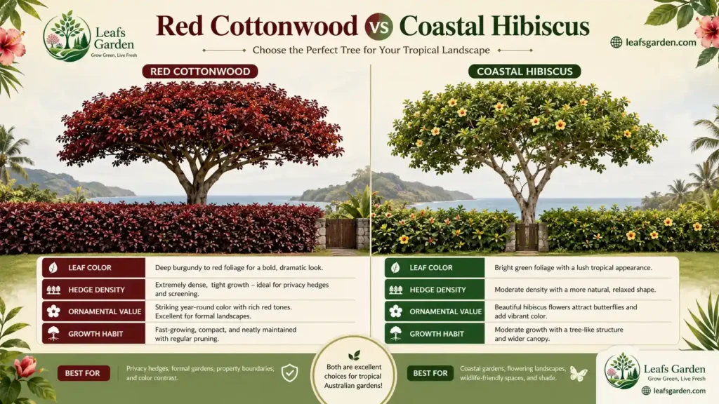 Red-Cottonwood-vs-Coastal-Hibiscus