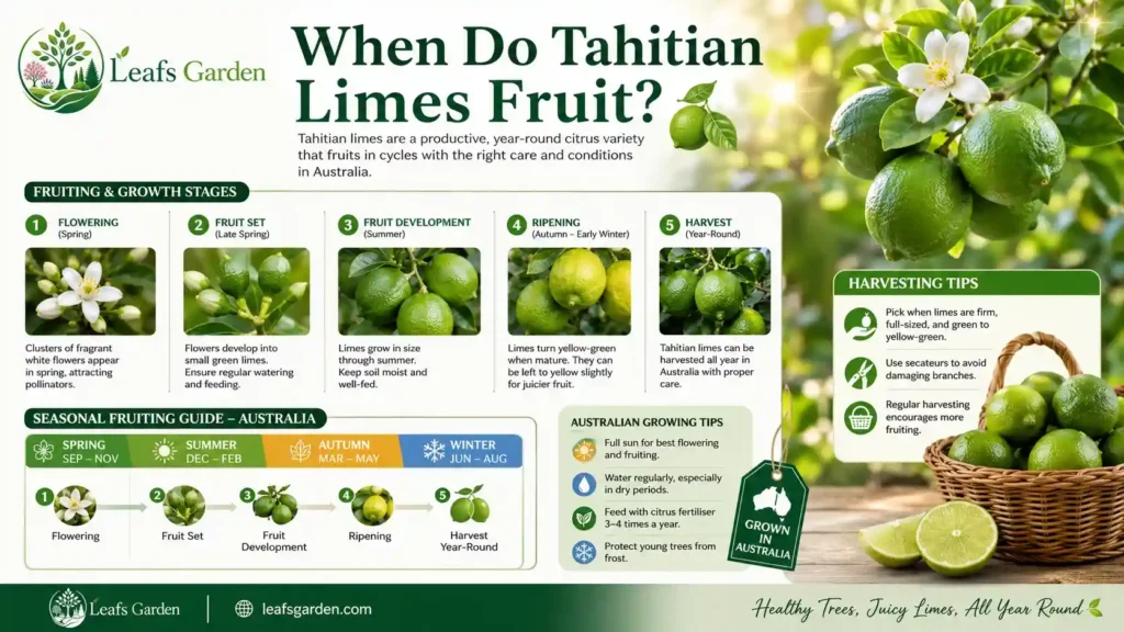 tahitian-lime-fruit