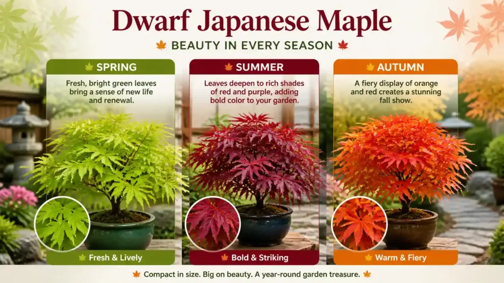 Japanese-maple-red