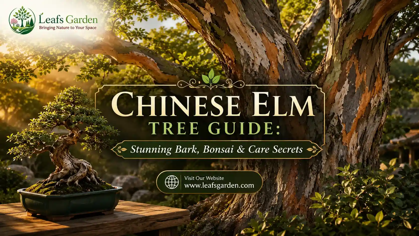 chinese-elm