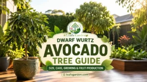 dwarf-wurtz-avocado