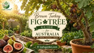 fig-brown-turkey