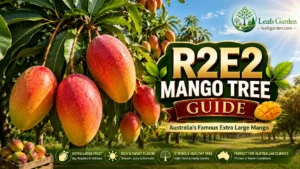 r2e2-mango-tree