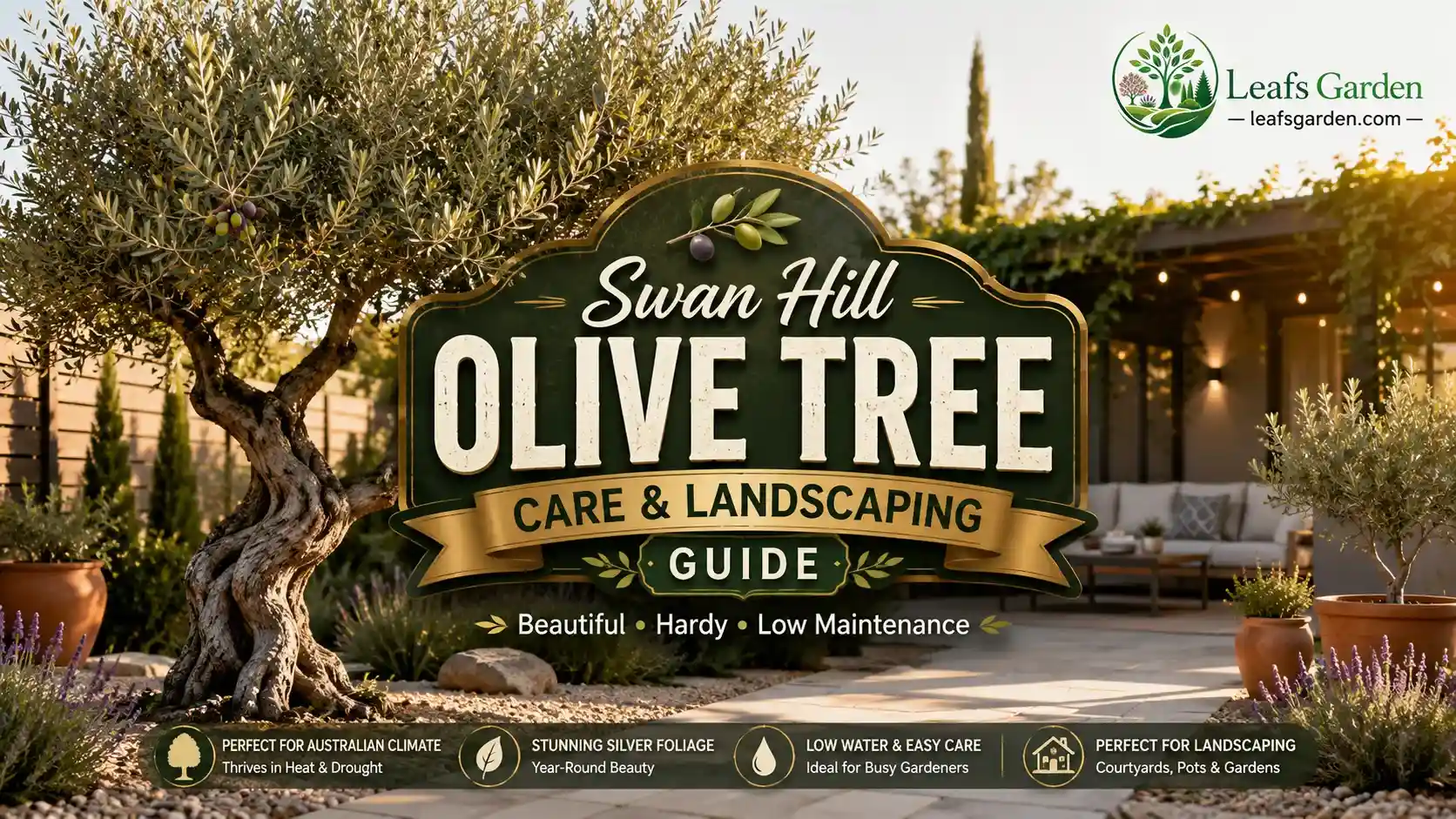 swan-hill-olive-tree