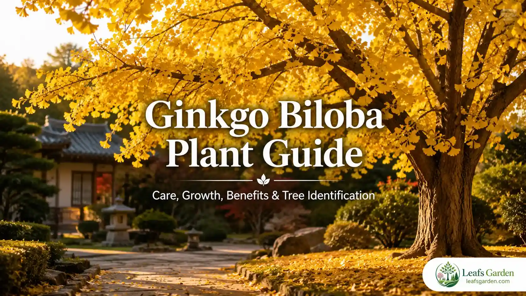 ginkgo-biloba-plant