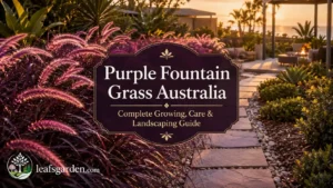 purple-fountain-grass-australia