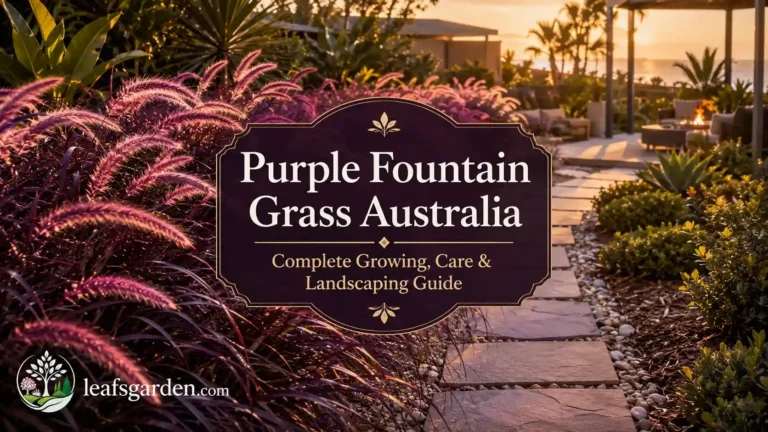 purple-fountain-grass-australia