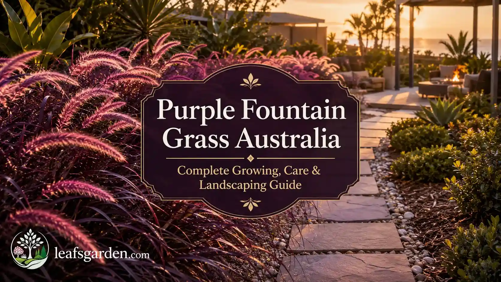 purple-fountain-grass-australia
