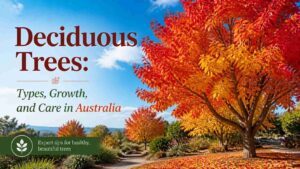 deciduous-tree