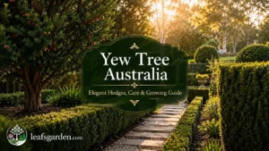 yew-tree-australia